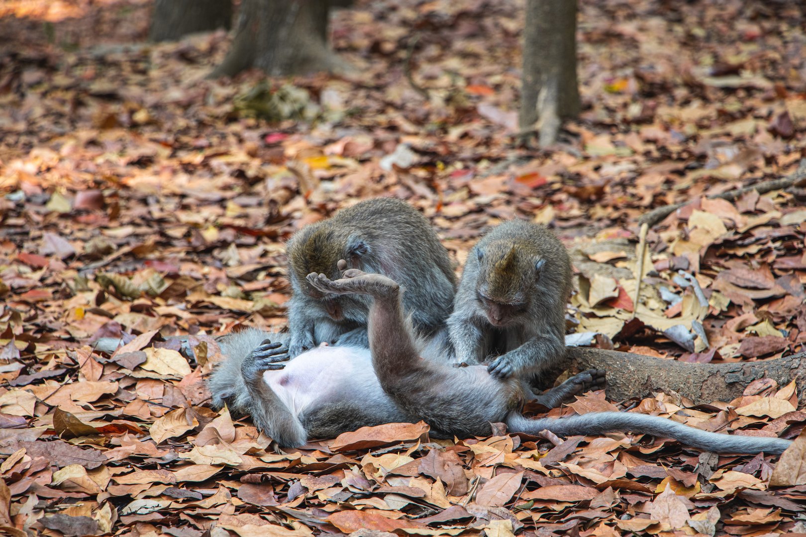 Crab-eating macaque in Monkey Forest